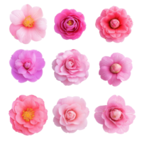Beautiful top view of various camellia flowers in shades of pink and transparent on a light background, various single camellia flower top view and with isolated on transparent background png