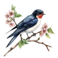 detailliert botanisch Illustration von ein schlucken Vogel thront auf ein blühen Ast gegen ein transparent Hintergrund, schlucken Vogel botanisch Illustration auf transparent Hintergrund png