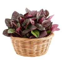 Freshly harvested red spinach in a woven basket on a clean transparent background ready for cooking, red spinach in the basket on transparent background png