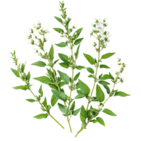 transparent mugwort with green leaves and flowering stems isolated on a clean transparent background for botanical reference, transparent mugwort isolated on transparent background png