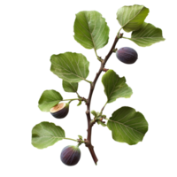 Fresh organic fig vine branch with ripe figs and lush green leaves against a clean transparent background, Fresh organic fig vine branch on transparent background. Fig vine transparent background png