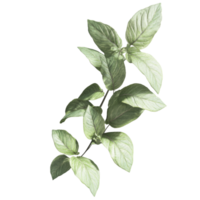 A sprig of vibrant green leaves displays natural beauty png