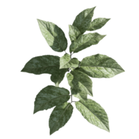Green foliage sprig with multiple leaves showing texture png