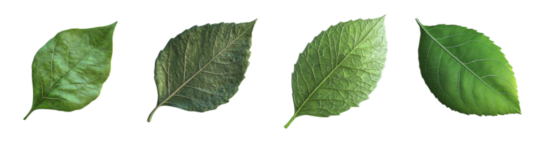 Four Green Leaves Displaying Variations in Texture and Shape png