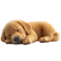 Golden retriever puppy sleeping peacefully on a soft surface in a cozy indoor setting during the day isolated on transparent background. png