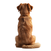 Golden retriever sitting calmly with a fluffy coat in a bright setting isolated on transparent background. png