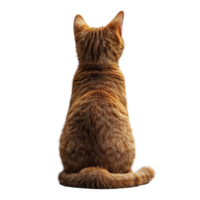 Orange tabby cat sitting calmly and observing its surroundings with a focused demeanor in a well-lit space isolated on transparent background. png