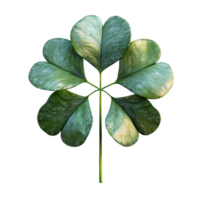 Unique green leaf arrangement showcasing eight distinct leaflets in a symmetrical pattern isolated on transparent background. png
