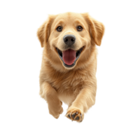 Happy golden retriever puppy running towards the camera with a joyful expression in a bright and playful atmosphere isolated on transparent background. png