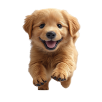 Happy golden retriever puppy running joyfully in a playful mood during daylight isolated on transparent background. png