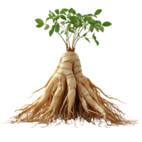 Root system with green leaves showcasing healthy growth in natural environment isolated on transparent background. png