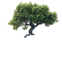 Large green tree with dense foliage standing alone against a plain backdrop in a serene setting isolated on transparent background. png