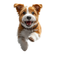 Happy energetic dog running joyfully in a bright indoor space during a playful afternoon isolated on transparent background. png