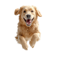 Happy golden retriever joyfully leaps in mid-air against a clean white background showcasing pure excitement and energy isolated on transparent background. png