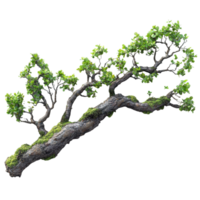 Unique tree branch with vibrant green leaves and intricate structure found in a forest setting isolated on transparent background. png