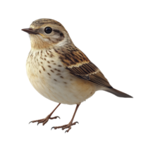 Songbird perched on a branch showcasing fine plumage and characteristic features in natural habitat during daylight hours isolated on transparent background. png