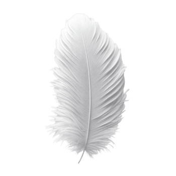 elegante bianca piuma riposo su un' liscio superficie con morbido ombre quello migliorare suo delicato struttura isolato su trasparente sfondo. png