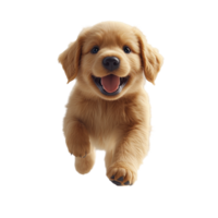 Cute golden retriever puppy running joyfully in a bright, clean space during daytime isolated on transparent background. png