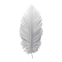 Soft white feather gently resting on a plain background showcasing its delicate texture and natural beauty isolated on transparent background. png