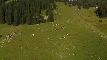 Herd of brown and white cows graze on mountain in Alps. Cattle grazing on top of mountainside in European Alps summer. Aerial view of cows grazing in mountains. Drone view of livestock herding on hill. video