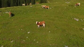 Herd of brown and white cows graze on mountain in Alps. Cattle grazing on top of mountainside in European Alps summer. Aerial view of cows grazing in mountains. Drone view of livestock herding on hill. video