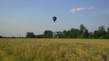 Travel balloon flying over yellow field of spikelets in summer. Hot air balloon over farm fields with corn heads. Theme of traveling into flight on balloon with basket. Oats as an agricultural. video
