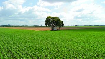 Small chapel stands at intersection of dirt roads, surrounded by fields of crops beneath shady tree. In summer, drone view captures serene beauty of rural landscape, highlighting its tranquility. video