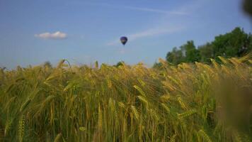 Travel balloon flying over yellow field of spikelets in summer. Hot air balloon over farm fields with corn heads. Theme of traveling into flight on balloon with basket. Oats as an agricultural. video