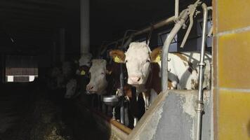 White and brown cows standing in barn and looking into camera in sunny weather. Cows inside building on cattle farm. Cattle in large, dark livestock shed. Dairy farm. Livestock husbandry animal. video