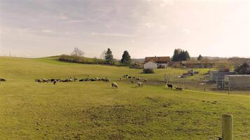 Farm with sheep in Bavaria, Germany in spring in sunny weather. Paddock with lambs on dairy farmers yard. Theme livestock breeding and farming in Germany. Sheep herd grazing and lying on grass. video