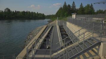 Lech, Bavaria, Germany. Fish ladder for migration and spawning at river. Concrete fish ladder at a dam so can continue upstream. Pass for wild fish. River fishes stairs. video