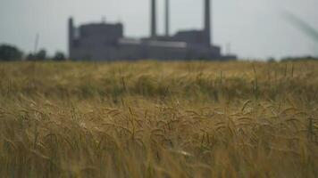 Combination of nature and production. Agricultural farming and air pollution from factory. Factory chimneys in background, and field of wheat in foreground. Power plant and air quality problems. video
