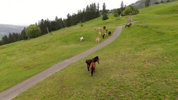 Herd of wild beautiful horses grazing on a mountain near bike path in overcast summer weather in Germany. Herd of colorful thoroughbred horses graze on top of mountain in Alps. Horses in wild. video
