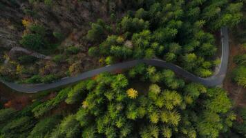 Aerial view of narrow, winding road through coniferous forest in mountains with tree tops and needle-covered branches visible. Vibrant autumn colors highlight scenic beauty of European alpine pass. video