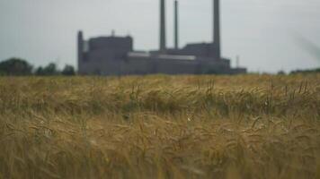 Industrial plant with pipes on field of wheat. Theme air pollution. Industrial landscape with grain field. View of the factory with beautiful landscape field. Combination of nature and industry. video