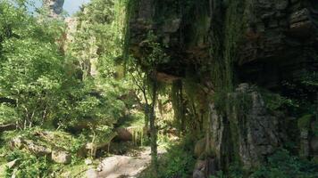 A dense and vibrant Australian forest. mountain path video