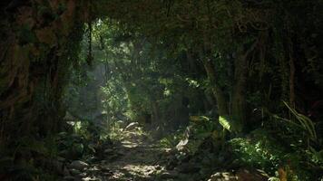 A tranquil forest path in the breathtaking landscapes. mountain path video
