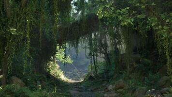 A serene forest path in the scenic landscapes of New Zealand. mountain path video