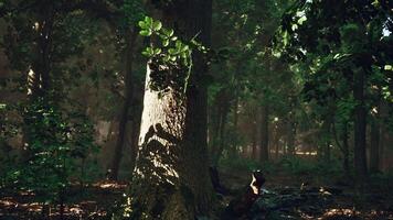 Sun rays flowing through the tree trunks of the evergreen forest video