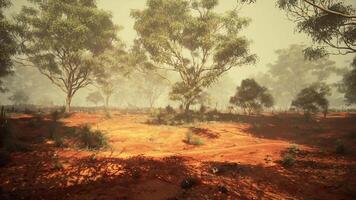 A Rustic Canvas Depicting a Majestic Eucalyptus Grove in a Dusty Landscape video