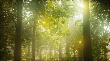 A forest filled with lots of green trees video