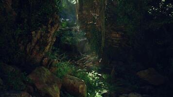 Dense Forest With Trees and Rocks video