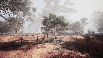 Dirt Field With Trees in the Background video