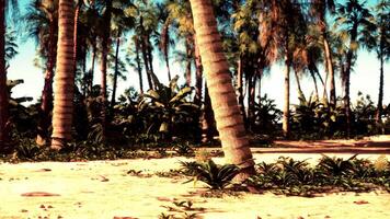 A bunch of palm trees on a beach video