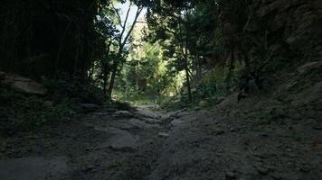 Serene Rocky Forest Pathway at Dawn video