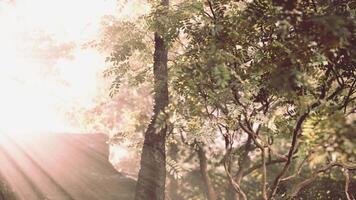 Sunlight Filtering Through Forest Canopy video
