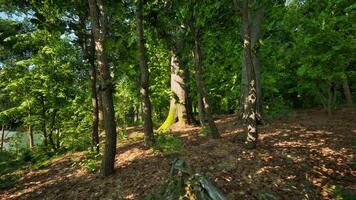 A wooded area with trees and a river in the background video