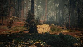 Sequoia Forest With Abundant Trees and Rocks video