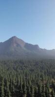 Beautiful sunset view in cedar forest in front of sayan mountain range video