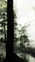 rays of sunlight falling into a misty forest video